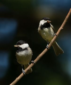 2014-06-01 CDee BLUEBG_11v2.jpg