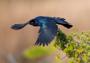 2016-07-17 GRACKLE BOATTAIL.jpg