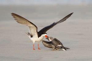 2015-09-25 SKIMMERS IF ADULT FISH JUV_4V3.jpg