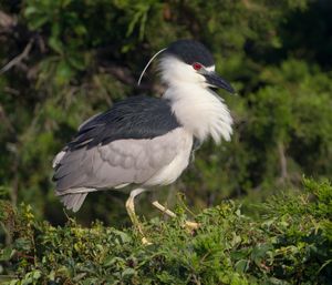 2016-07-06 BCNH POSE_2v2.jpg