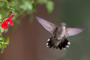 2017-08-05 RTH JUV F wing spread_2V3MOVEDFILT.jpg