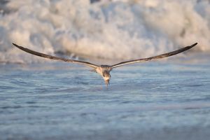 2016-08-30 BSKIMMER J SKIM 1v2.jpg