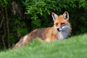 2025-04-30 FOX DARK_4V2 copy.jpg