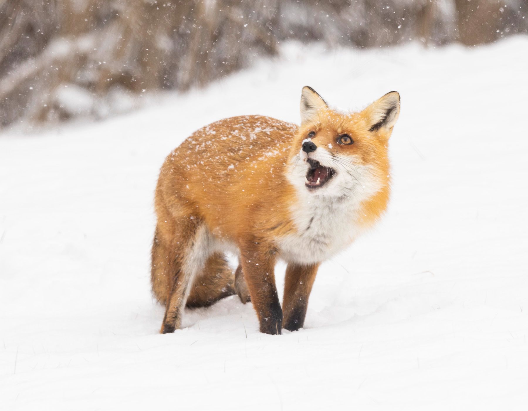 2025-01-06 FOX SNOW EYES UP_1V2 copy.jpg