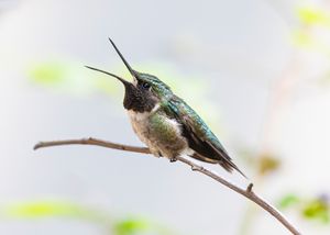 2026-07-22 RUBYTH BEAK_1V2 copy.jpg