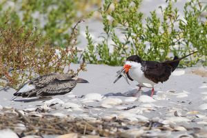 2015-09-25 SKIMMERS IF FISH EXCHANGE1_5V2.jpg