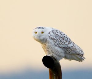 2014-02-01 Snowy PERCHED_20v2.jpg