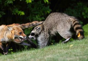 2026-06-01 RACOON FOX SERIES_10v2 copy.jpg