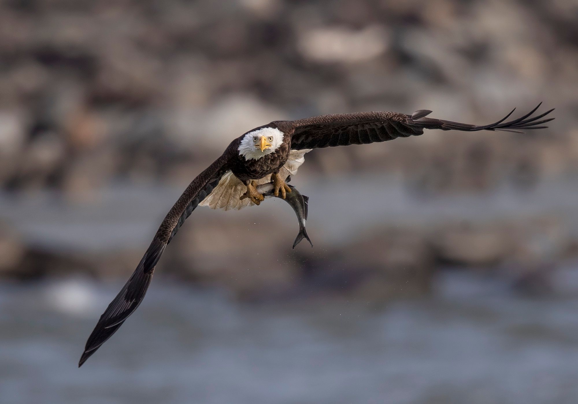 2023-04-11 BE FISH_4V2.jpg