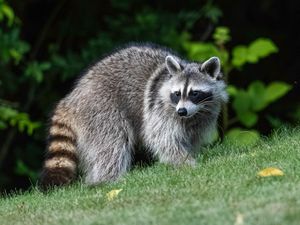 2026-06-01 RACOON FOX SERIES_2v2 copy.jpg