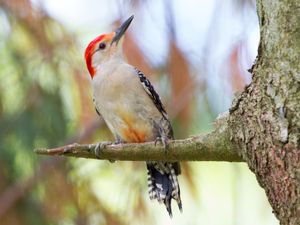 2014-06-14 RBWP_17.jpg