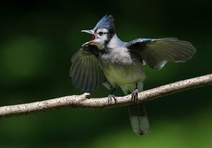 2017-07-bjay TWO JUVI_2v2.jpg