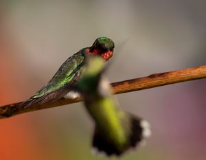 2021-07-27 RUBY PERCHED 3_10V2.jpg