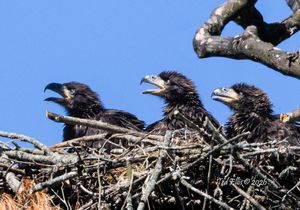 2026-05-12 BE NEST 3 EAGLETS_8V2 copy.jpg