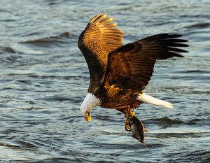 2025-12-03 BE RIVER FISH SERIES_14v2 copy.jpg