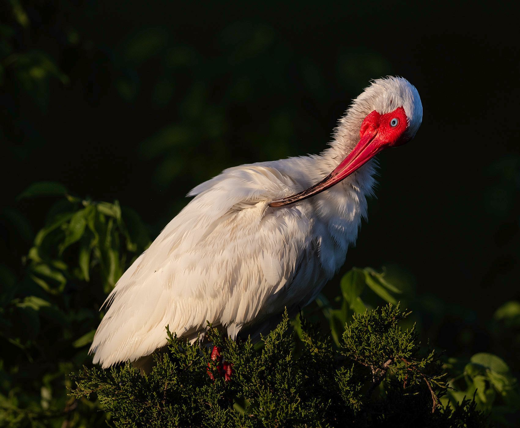 2024-05-29 WIBIS_1V2 copy.jpg