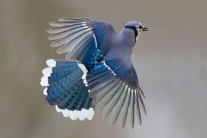 2015-05-01 BJay IFv5.jpg