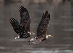 2022-11-29 BE GREAT BH EAGLES_24v2.jpg