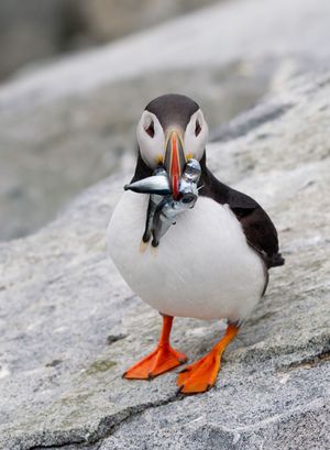 2013-07-10 Puffin FISH_11v2_Ted_Ellis_Photography.jpg