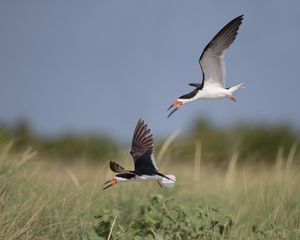 2016-08-29 BSKIMMER CHASE_5v2.jpg