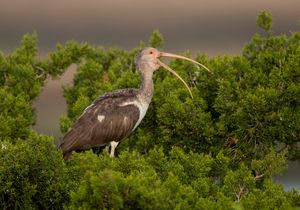 2023-05-08 WIBIS JUVI_01_21V2.jpg