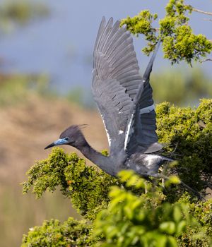 2024-05-21 LB HERON SERIES_9v2 copy.jpg