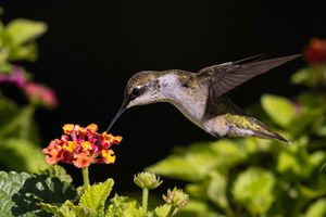 2024-07-27  RUBY JUVI LANTANA_1V2 copy.jpg