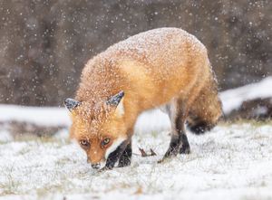 2025-01-06 FOX SNOW_8v2 copy.jpg