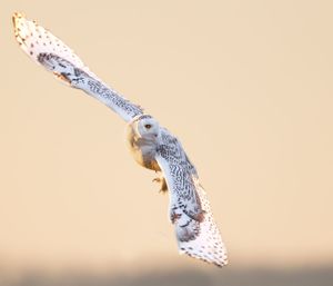 2014-02-01 Snowy LEAP2v3web.jpg