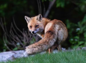 2025-04-26 fox_1v2 copy.jpg