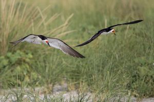 2016-08-30 BSKIMMER COLONY IF FRONTAL TWO_1V2.jpg