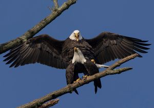 2023-10-24  BE MATING_45v2.jpg