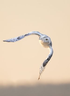 2014-02-01 Snowy Leap2_1v2.jpg