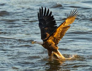 2025-12-03 BE RIVER FISH SERIES_5v2 copy.jpg