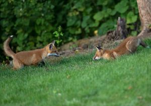 2023-06-01 FOX KIT _01_2V2.jpg