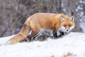 2025-01-16 FOX SNOW EYES_5v2 copy.jpg