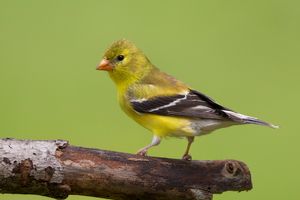 2016-05-20 GFinch FV2.jpg