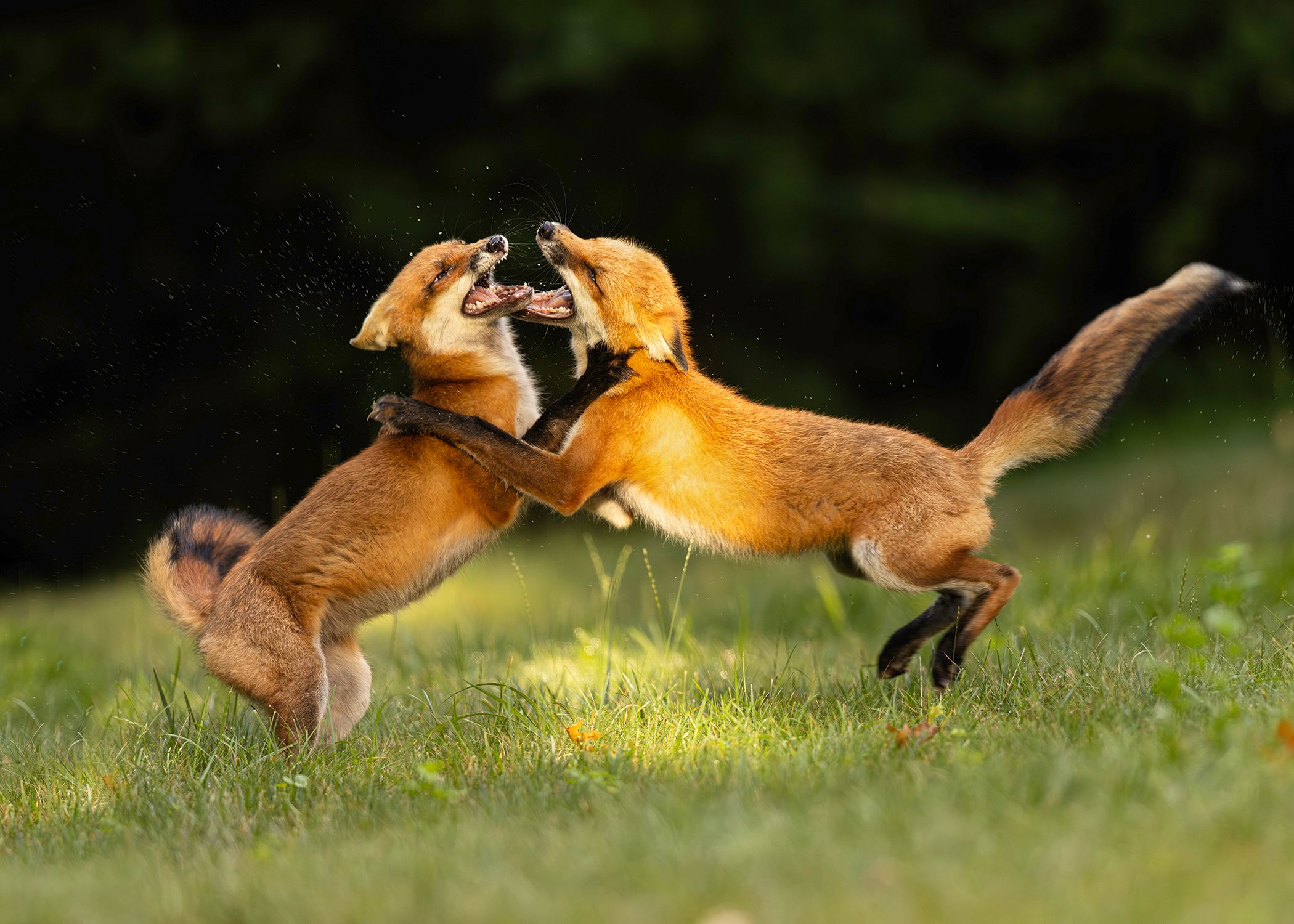 2026-07-02 FOX KITS_5V2 copy.jpg