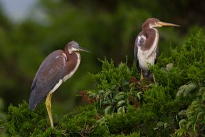 2016-07-17 TRICOLORED HERON5 PAIR_13V2.jpg