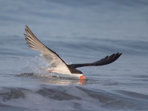 2016-08-29 BSKIMMER SKIMMING_11v2.jpg