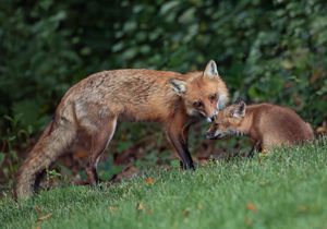 2023-06-02 KIT FOX BATHE_01_2v2.jpg