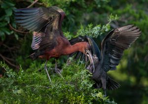 2023-06-29 GIBIS FEEDING 01_31v2.jpg