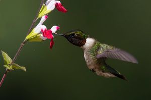 2021-05-20 RUBY 1_5V2.jpg