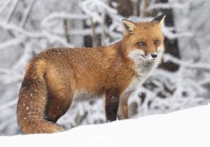 2024-02-13 FOX SNOW_4v2.jpg