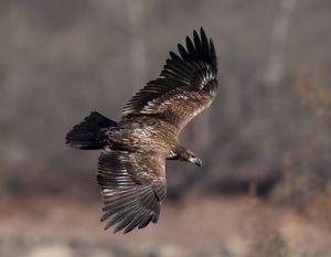 2024-11-27 BE JUVI HEAD DOWN_7V2 copy.jpg