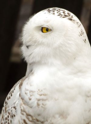 2014-02-01 Snowy Portrait2_9v3.jpg