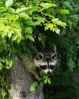 2026-06-01 RACOON FOX SERIES_13v2 copy.jpg