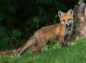 2023-06-04 FOX KIT _01_1V2.jpg