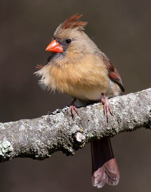 2023-03-29 Card F_24V2.jpg