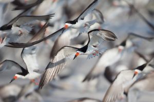 2016-08-30 BSKIMMER FLOCK_5V2.jpg